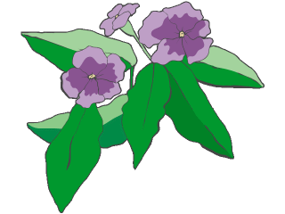 brunfelsia plant.gif